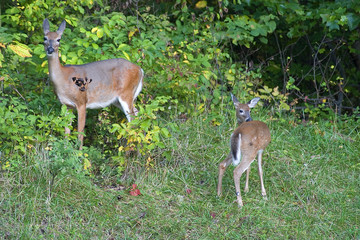 doe and a fawn