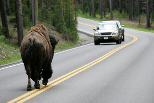 buffalo and car