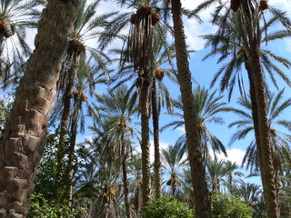 palmenmeer