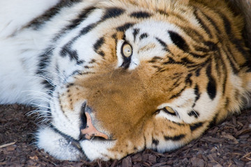 siberian tiger