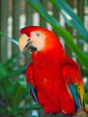 scarlet macaw