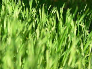 herbes vertes