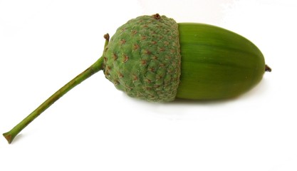 acorn
