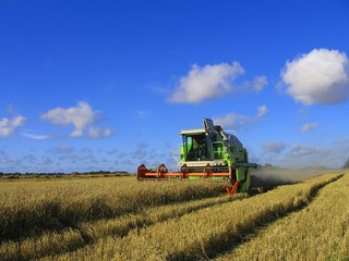 harvesting - 1364866