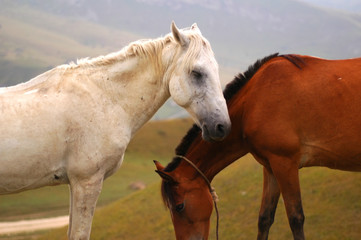 two horses  - white and brown