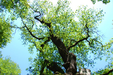 1000jähriger baum