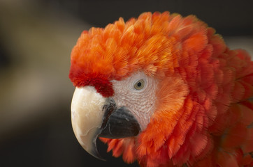 red macaw