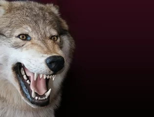 Deurstickers Wolf wolf