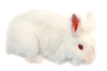 albino netherland dwarf rabbit