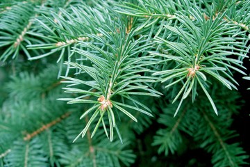 fir-branch