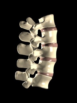 vert&egrave;bres vertebrae