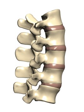 vertèbres vertebrae