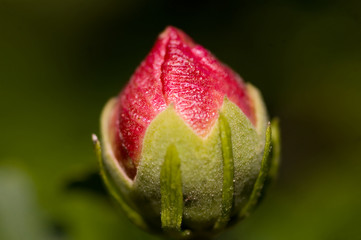 hibiscus bud