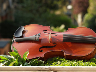 violon et nature