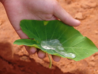 goutte d'eau