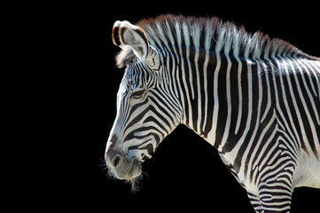 zebra at the zoo