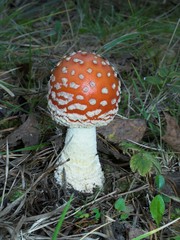 small fly agaric