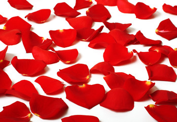 rose petals