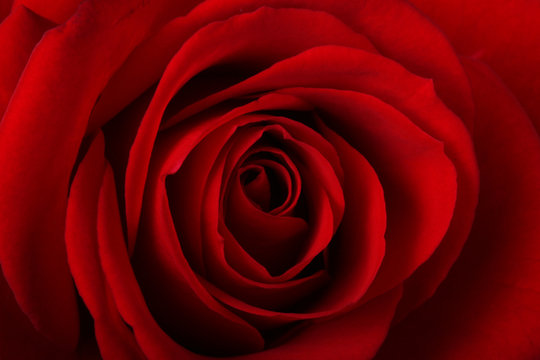 red rose