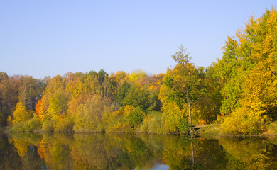 trees reflected in water