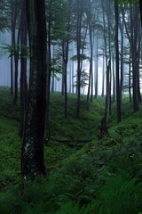 Fototapeta premium mystical forest