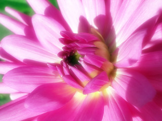 Obraz premium dahlia 6