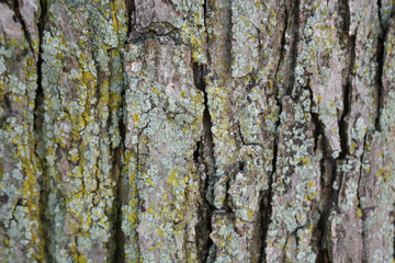 bark