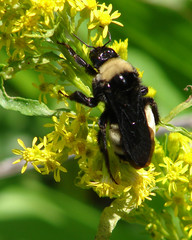 bumble bee on yellow