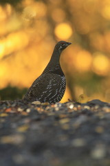 grouse alaska