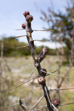 cholla