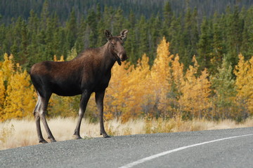 Fototapeta premium elan au bord de l'alaska highway en automne
