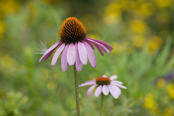eastern purple coneflower (echinacea purpurea)