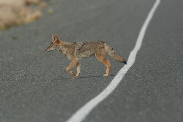 coyote along the highway