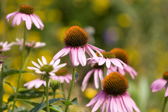 Eastern Purple Coneflower