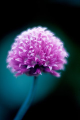 chive flower