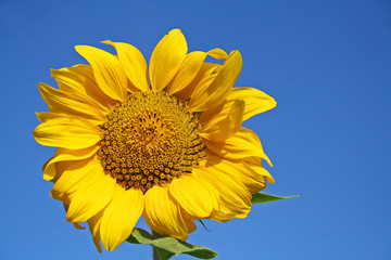 farbenfroh