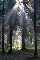 sun rays