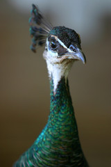 peacock 3/4