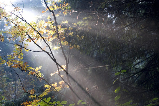 sun rays 2