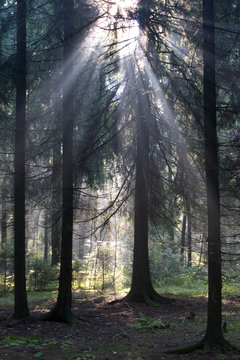 sun rays