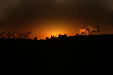 Fototapeta na wymiar dzikie konie w zachodzie słońca