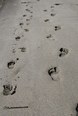 footprints
