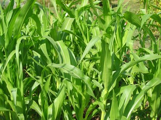 maize