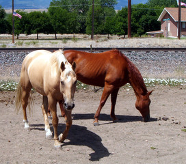 two horses by tracks