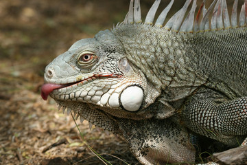 licking iguana