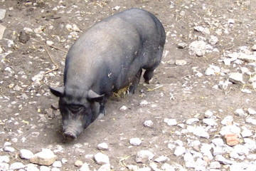 hängebauchschweinmutter