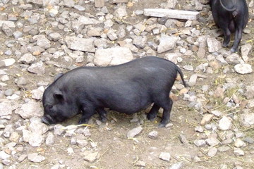 hängebauchschwein