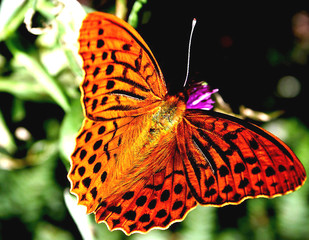 été