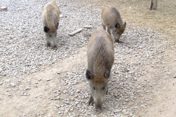 auf der pirsch