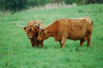 zwei verliebte schottische hochlandrinder
